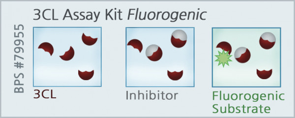 3CL Protease (SARS-CoV-2) Assay Kit