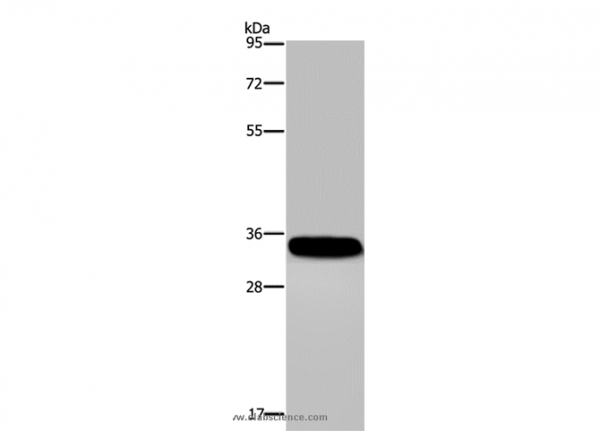 Anti-CA4