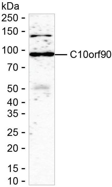 Anti-C10orf90