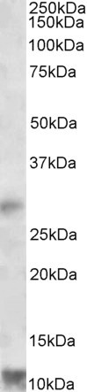 Anti-RNF7, Internal
