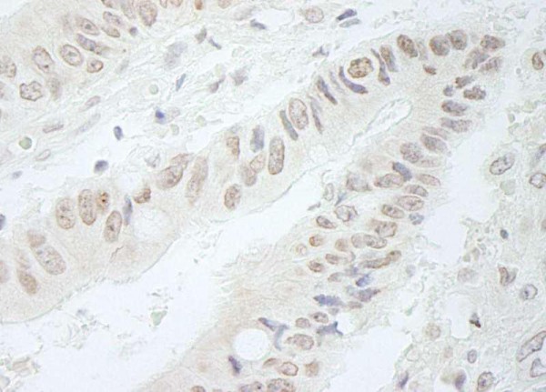 Anti-RFC3 (IHC)