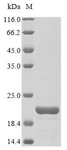 Griffithsin (X31S), Griffithsia sp., recombinant