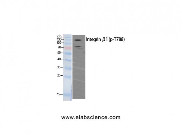 Anti-Phospho-Integrin beta1 (Thr788)
