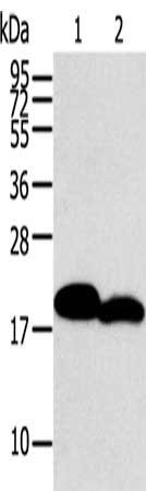 Anti-MYL2