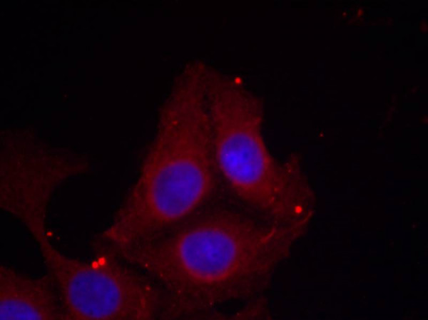 Anti-phospho-GAP43 (Ser41)