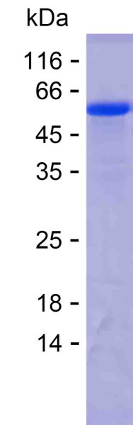 NTRK3 (human), recombinant protein