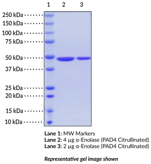 Citrullinated alpha-Enolase (human, recombinant)