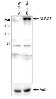 Anti-NLRC5 (mouse) (IN113)