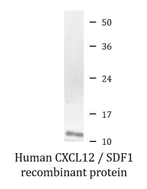 Human CXCL12 / SDF1 recombinant protein (Active)
