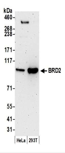 Anti-BRD2 Monoclonal