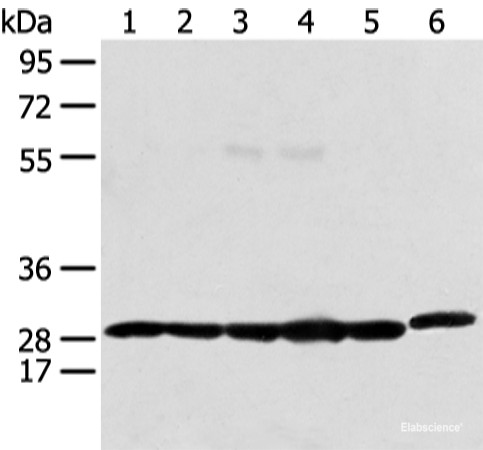 Anti-PRDX4