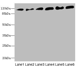 Anti-PCDH1