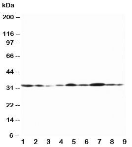 Anti-Connexin 32