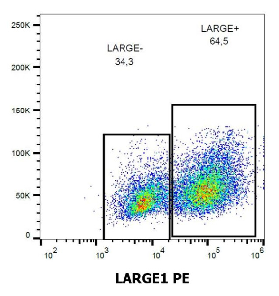 Anti-LARGE1 (PE), clone LARGE-02