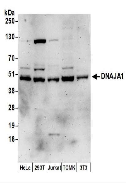 Anti-DNAJA1