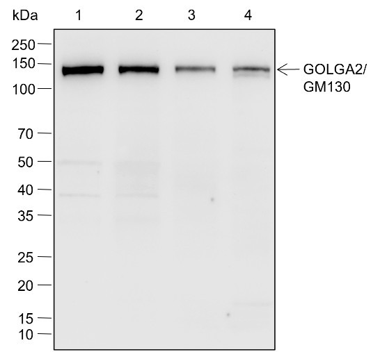 Anti-Recombinant GOLGA2/GM130, clone A770