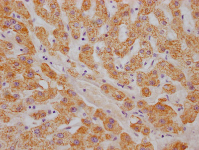 Anti-ABAT Recombinant Monoclonal, clone 5B6