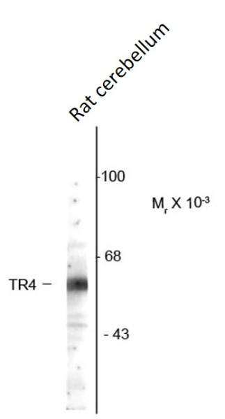 Anti-TR4