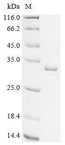 2,3-bisphosphoglycerate-dependent phosphoglycerate mutase (gpmA), recombinant Escherichia coli