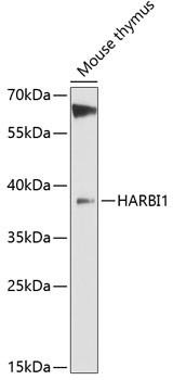 Anti-HARBI1