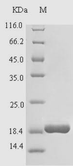 Cathelicidin-4 (CATHL4), bovine, recombinant