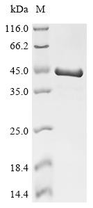 Brain acid soluble protein 1 (Basp1), mouse, recombinant