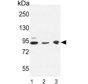 Anti-DNAJC6