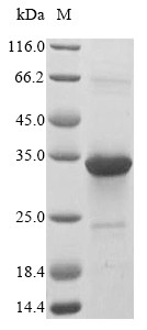 Oncostatin-M (Osm), rat, recombinant