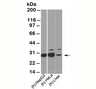 Anti-HMGB1, clone HMG314