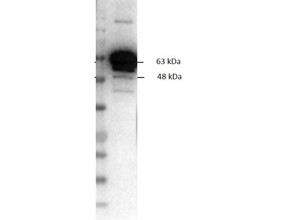 Anti-PYRUVATE KINASE (Rabbit Muscle), Biotin Conjugated