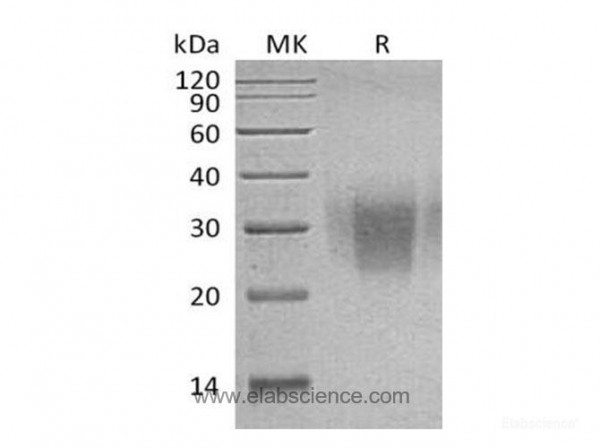 PDCD1/PD-1/CD279 Protein(C93S Mutant, C-6His) (recombinant human)