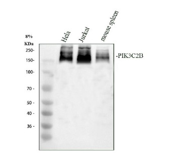 Anti-PIK3C2B / Phosphoinositide 3-kinase-C2-beta