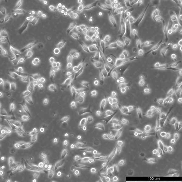 PC-9 Cells