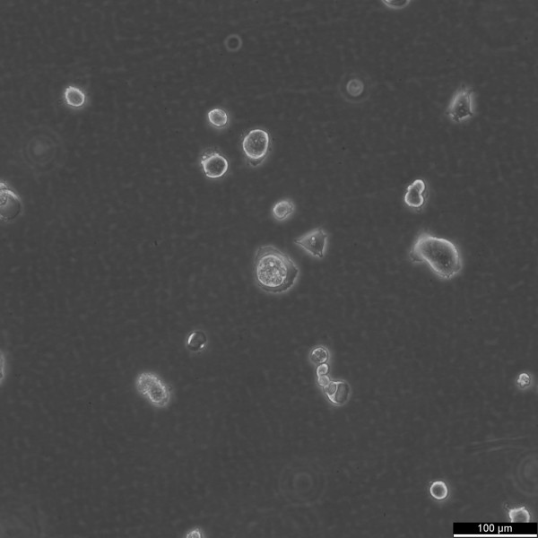 HROC348 Cells