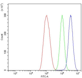 Anti-IRF7 / Interferon regulatory factor 7