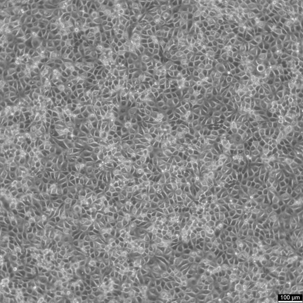 LLC-MK2 (Original) Cells
