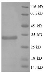 Apolipoprotein E (Apoe), mouse, recombinant