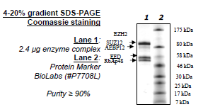EZH2 Y641S /EED/SUZ12/RbAp48/AEBP2 Human Recombinant Protein Complex