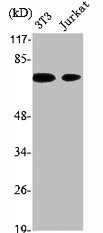 Anti-XRCC1