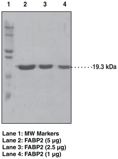 FABP2 (human recombinant)