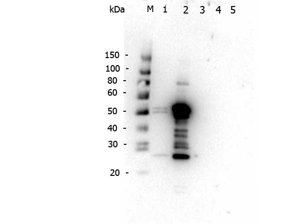 Anti-Mouse IgG2a (Gamma 2A Chain) [Rabbit]