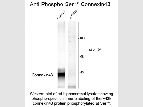 Anti-phospho-Connexin 43 (Ser368)