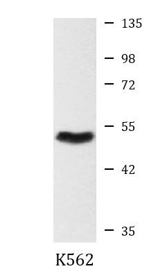 Anti-beta Arrestin 1, clone 6A1-D7-C9