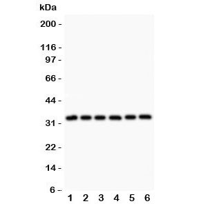Anti-MyD88