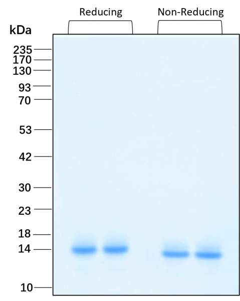 Cystatin C HumanKine(R) recombinant human protein