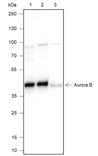 Anti-Recombinant Aurora B, clone A136