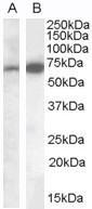 Anti-CADM4, C-terminal