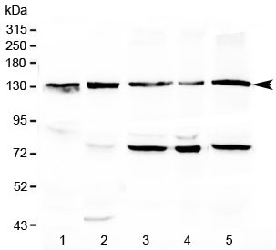 Anti-CD133 / PROM1 (C-Terminal Region)