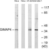 Anti-GIMAP4