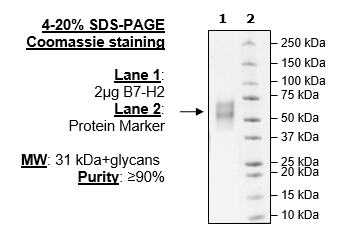 B7-H2, Avi-His-Tag